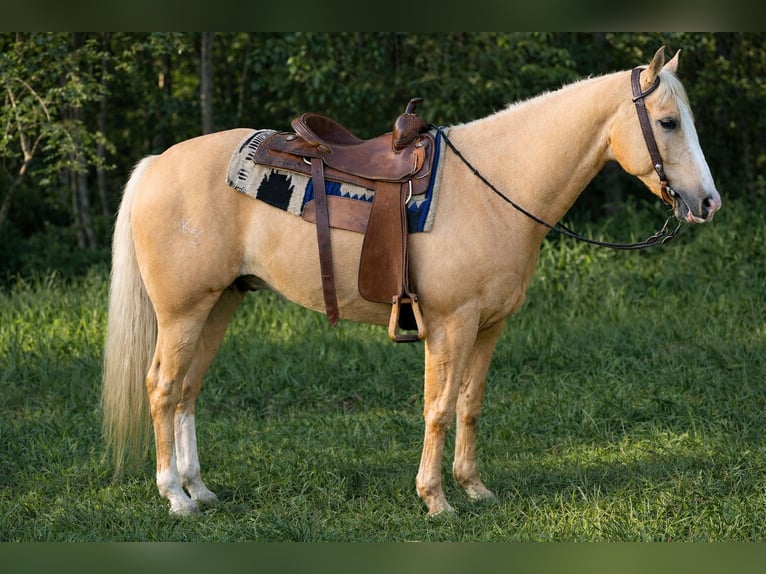 American Quarter Horse Castrone 11 Anni 157 cm Palomino in Barhamsville