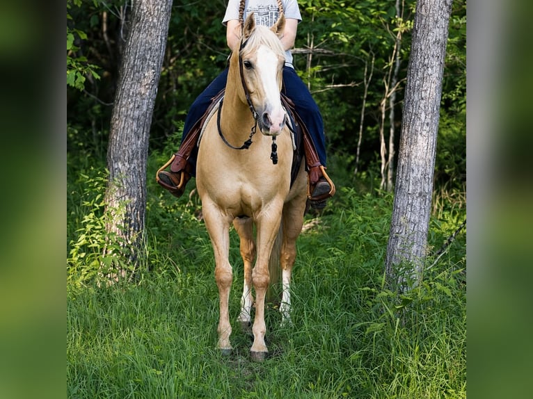 American Quarter Horse Castrone 11 Anni 157 cm Palomino in Barhamsville