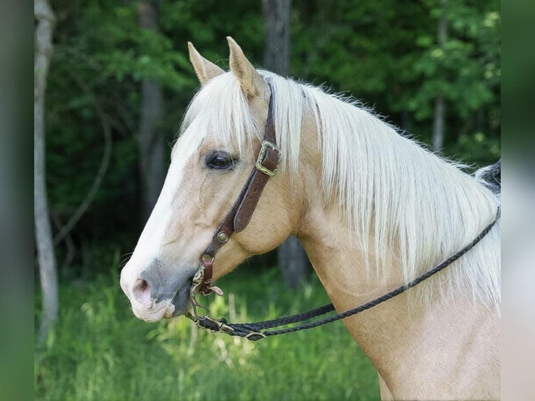 American Quarter Horse Castrone 11 Anni 157 cm Palomino in Barhamsville