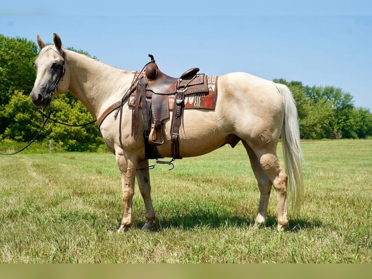 American Quarter Horse Castrone 11 Anni 157 cm Palomino in Valley Springs, SD