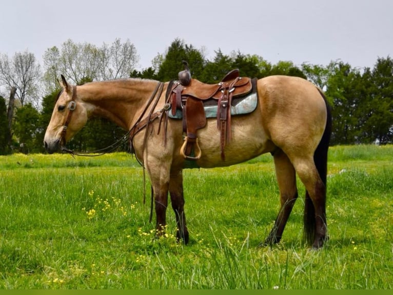 American Quarter Horse Castrone 11 Anni 157 cm Pelle di daino in Greeneville KY