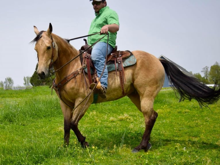 American Quarter Horse Castrone 11 Anni 157 cm Pelle di daino in Greeneville KY