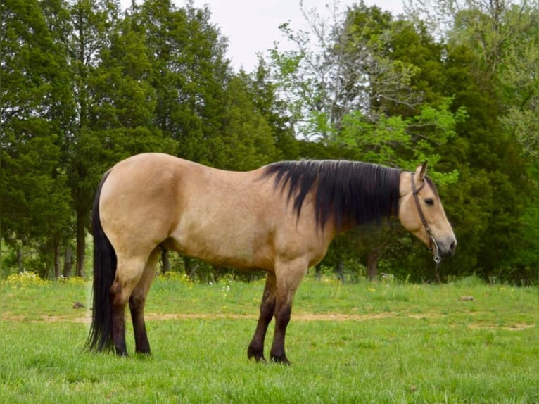 American Quarter Horse Castrone 11 Anni 157 cm Pelle di daino in Greeneville KY