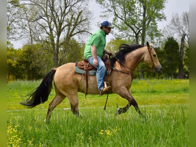 American Quarter Horse Castrone 11 Anni 157 cm Pelle di daino in Greeneville KY