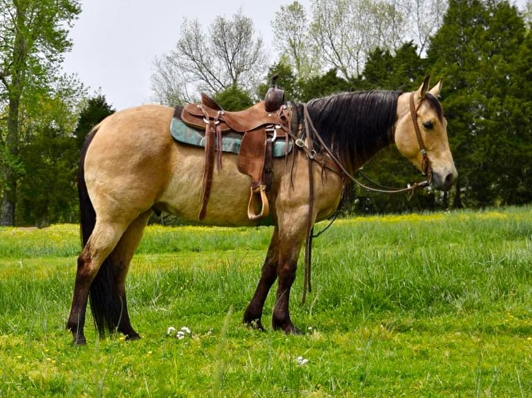 American Quarter Horse Castrone 11 Anni 157 cm Pelle di daino in Greeneville KY