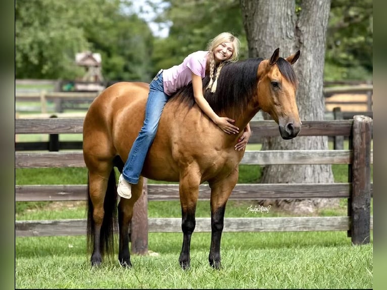 American Quarter Horse Castrone 11 Anni 157 cm Pelle di daino in Madisonville KY