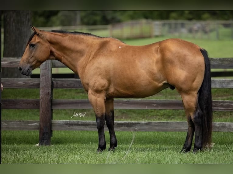 American Quarter Horse Castrone 11 Anni 157 cm Pelle di daino in Madisonville KY