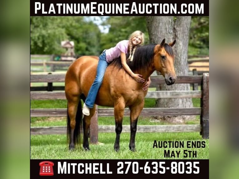 American Quarter Horse Castrone 11 Anni 157 cm Pelle di daino in Madisonville KY