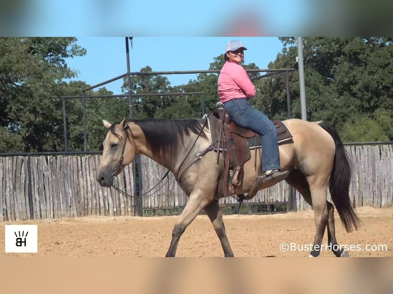 American Quarter Horse Castrone 11 Anni 157 cm Pelle di daino in Weatherford TX