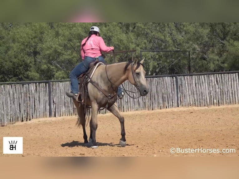 American Quarter Horse Castrone 11 Anni 157 cm Pelle di daino in Weatherford TX