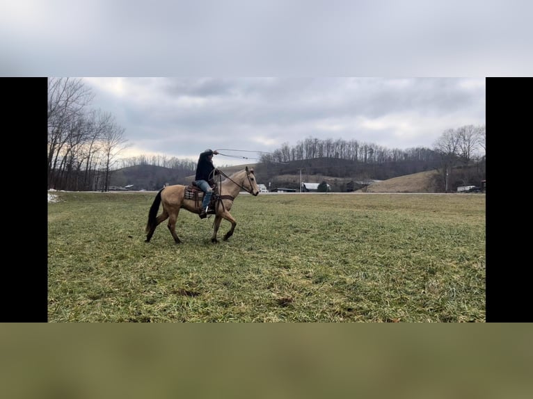 American Quarter Horse Castrone 11 Anni 157 cm Pelle di daino in Salyersville KY