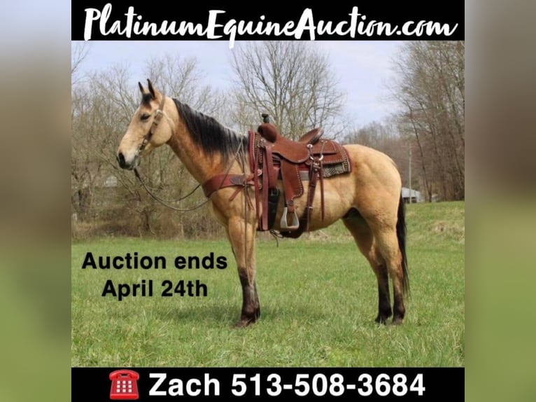 American Quarter Horse Castrone 11 Anni 157 cm Pelle di daino in Salyersville KY