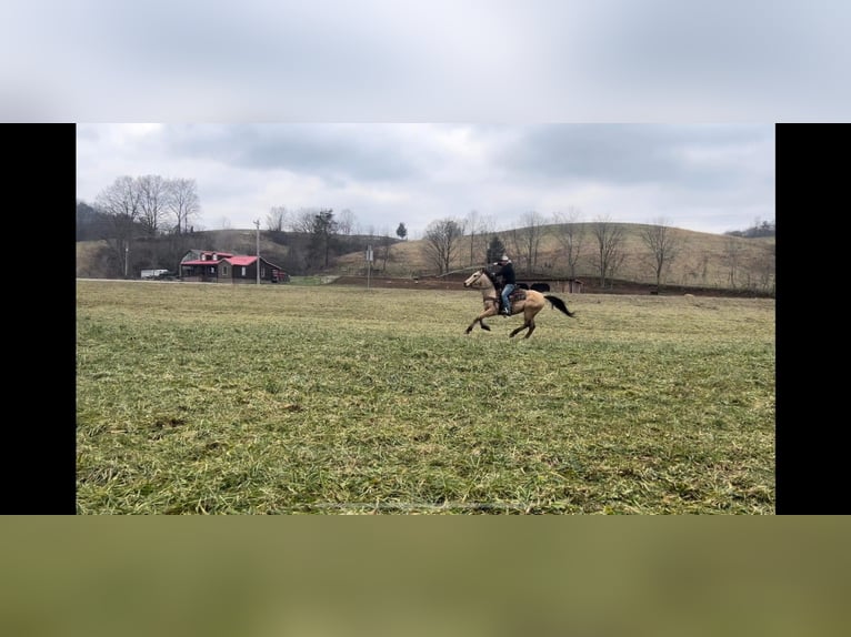 American Quarter Horse Castrone 11 Anni 157 cm Pelle di daino in Salyersville KY