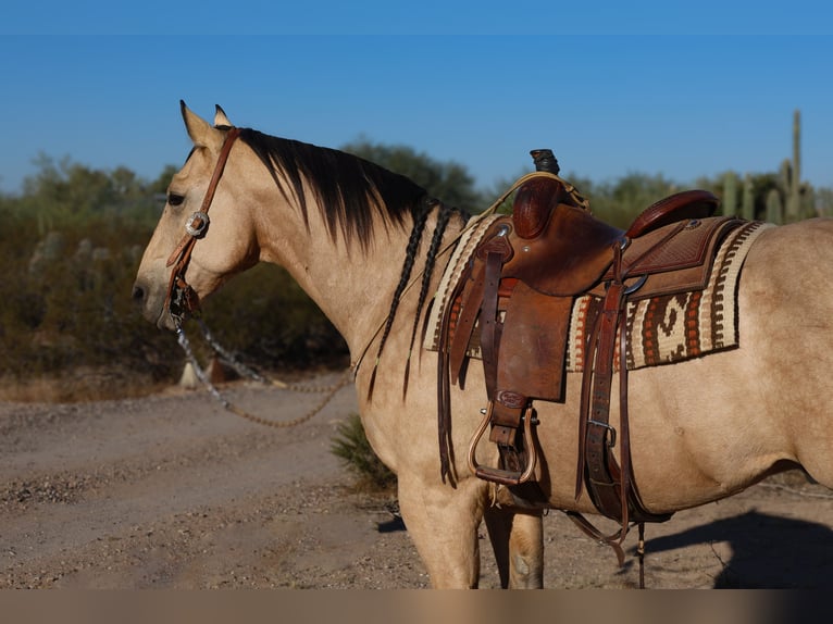 American Quarter Horse Castrone 11 Anni 157 cm Pelle di daino in Casa Grande, AZ