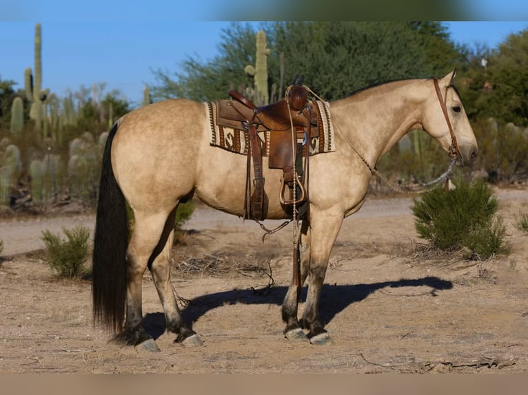 American Quarter Horse Castrone 11 Anni 157 cm Pelle di daino in Casa Grande, AZ