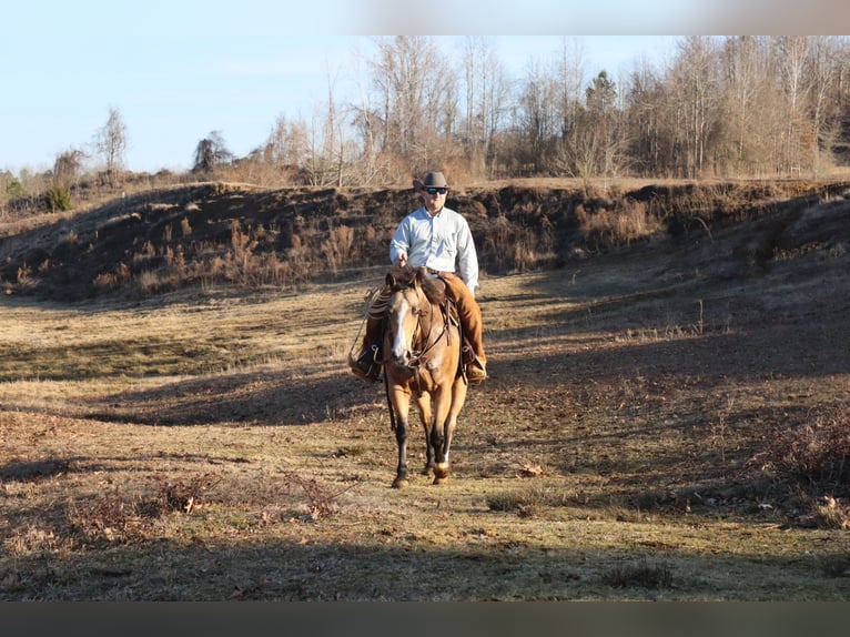 American Quarter Horse Castrone 11 Anni 157 cm Pelle di daino in Baldwyn, MS