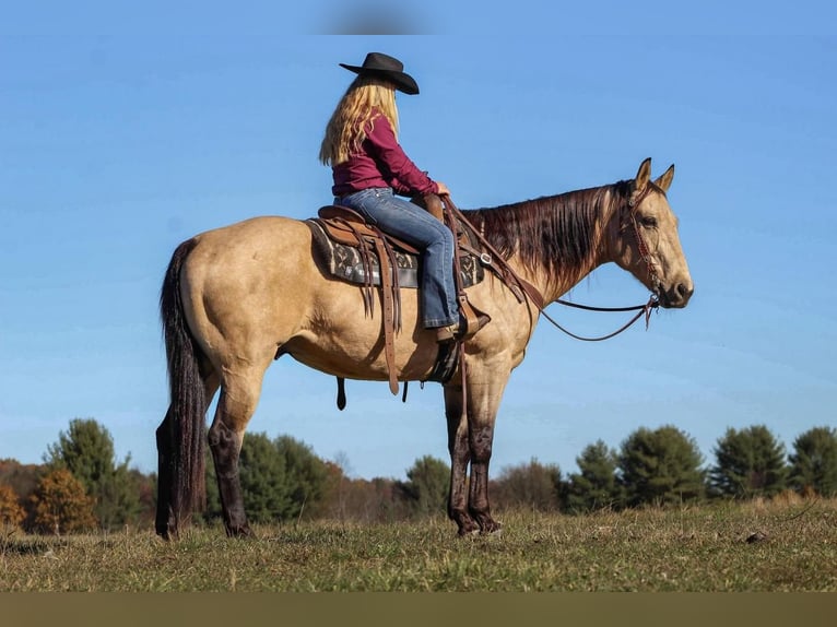 American Quarter Horse Mix Castrone 11 Anni 157 cm in Clarion, PA