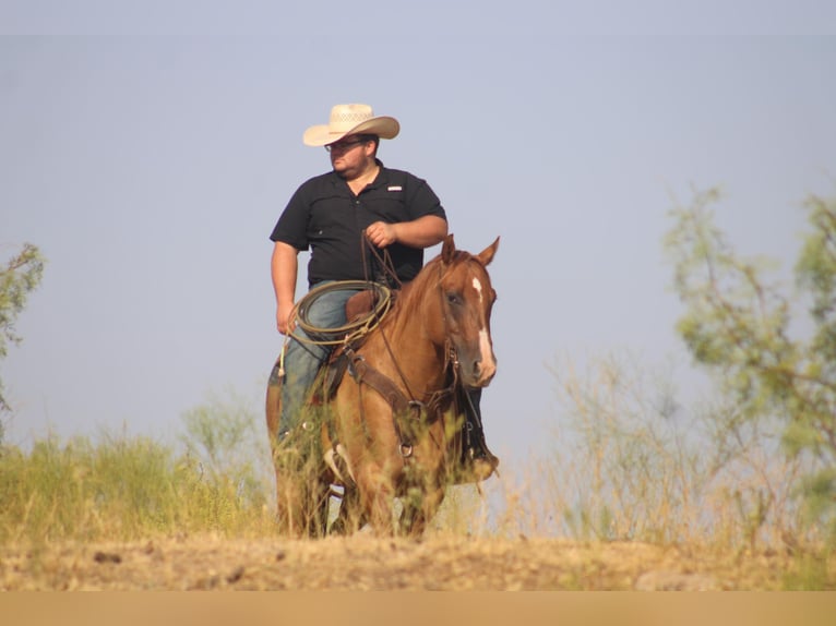 American Quarter Horse Castrone 11 Anni 157 cm Red dun in Breckenridge TX