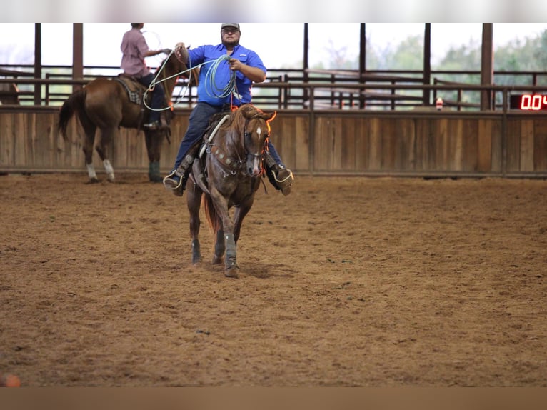 American Quarter Horse Castrone 11 Anni 157 cm Red dun in Breckenridge TX