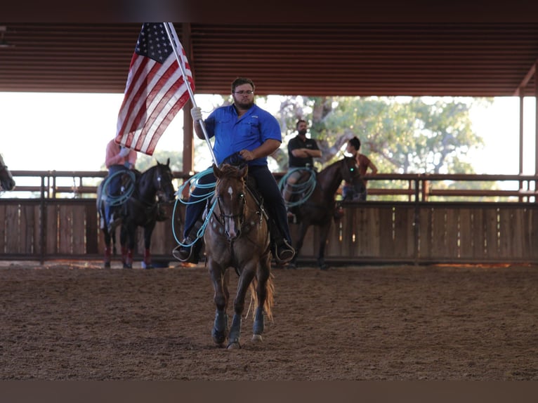 American Quarter Horse Castrone 11 Anni 157 cm Red dun in Breckenridge TX