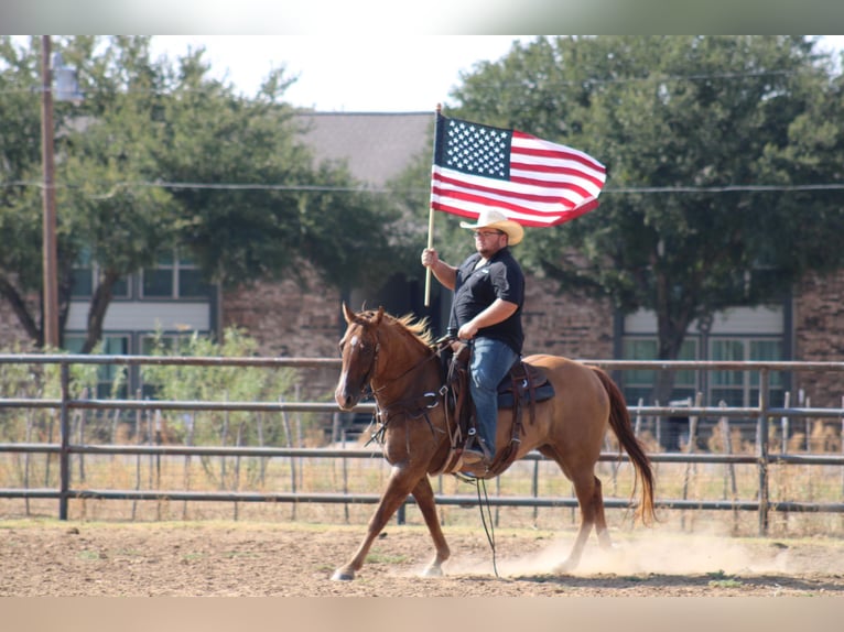 American Quarter Horse Castrone 11 Anni 157 cm Red dun in Breckenridge TX