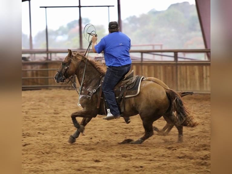 American Quarter Horse Castrone 11 Anni 157 cm Red dun in Breckenridge TX