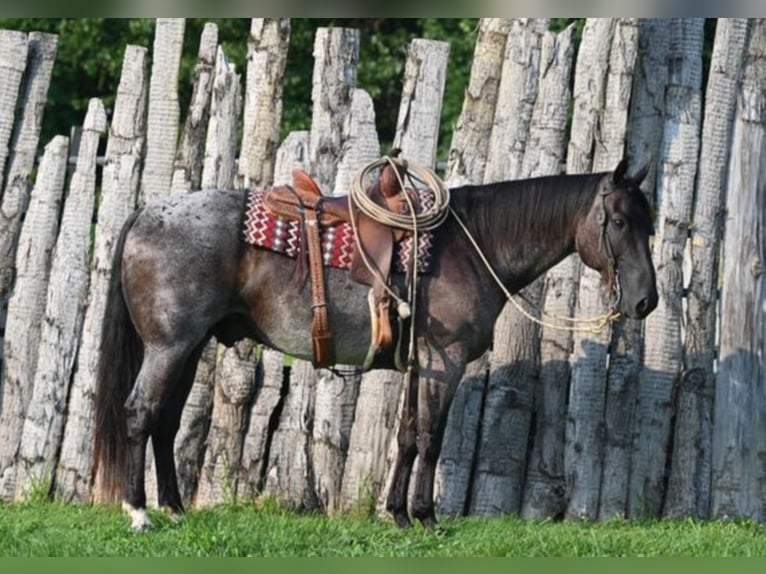 American Quarter Horse Castrone 11 Anni 157 cm Roano blu in Sandston VA