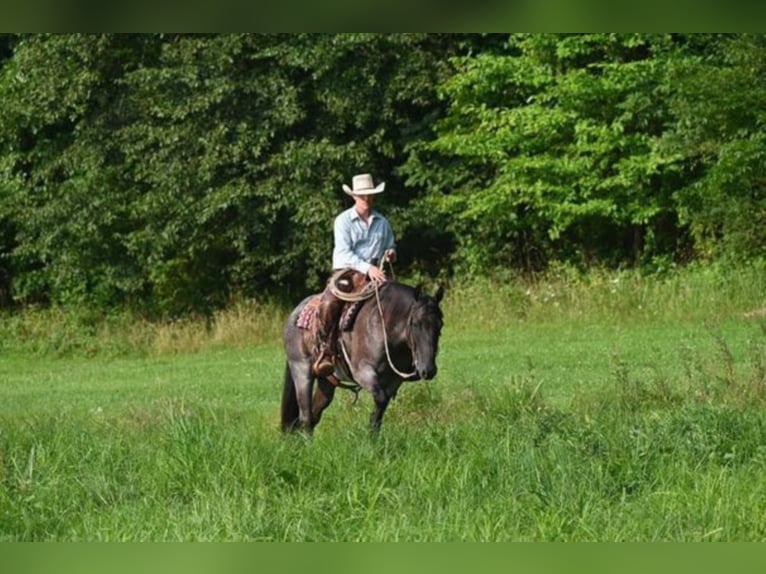 American Quarter Horse Castrone 11 Anni 157 cm Roano blu in Sandston VA