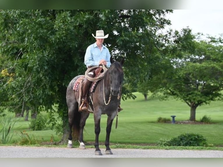 American Quarter Horse Castrone 11 Anni 157 cm Roano blu in Sandston VA