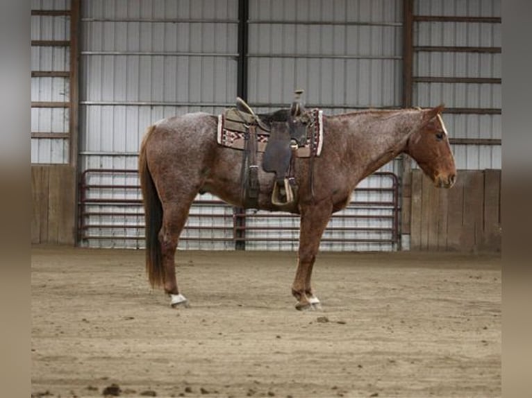 American Quarter Horse Castrone 11 Anni 157 cm Roano rosso in North Judson, IN