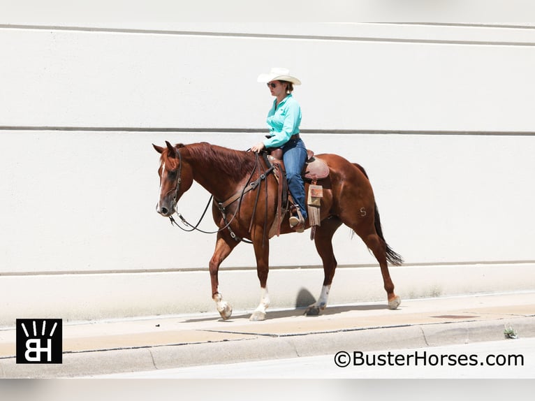 American Quarter Horse Castrone 11 Anni 157 cm Sauro ciliegia in Weatherford, TX