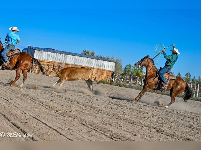 American Quarter Horse Castrone 11 Anni 157 cm Sauro ciliegia in Rigby, ID