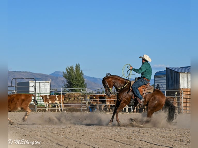 American Quarter Horse Castrone 11 Anni 157 cm Sauro ciliegia in Rigby, ID