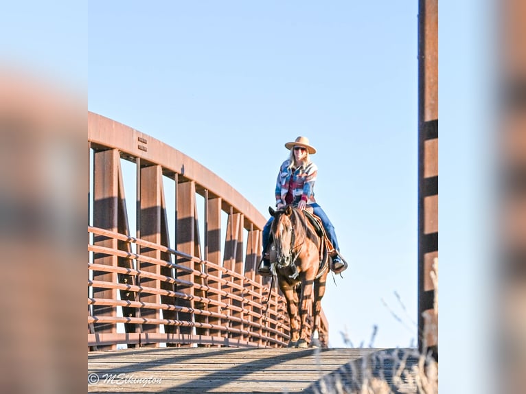 American Quarter Horse Castrone 11 Anni 157 cm Sauro ciliegia in Rigby, ID