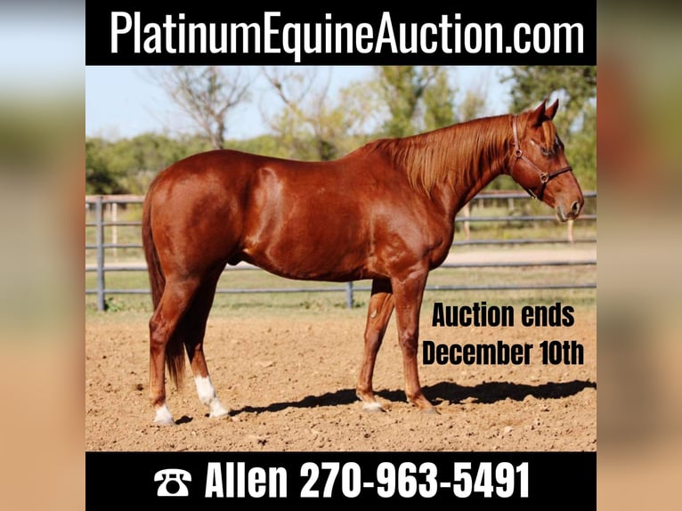 American Quarter Horse Castrone 11 Anni 157 cm Sauro scuro in Breckenridge, TX