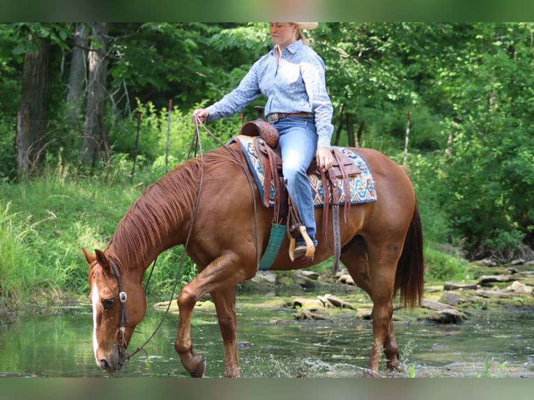 American Quarter Horse Castrone 11 Anni 157 cm Sauro scuro in Brooksville KY