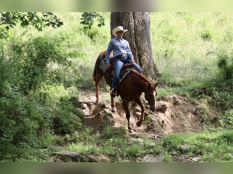 American Quarter Horse Castrone 11 Anni 157 cm Sauro scuro in Brooksville KY