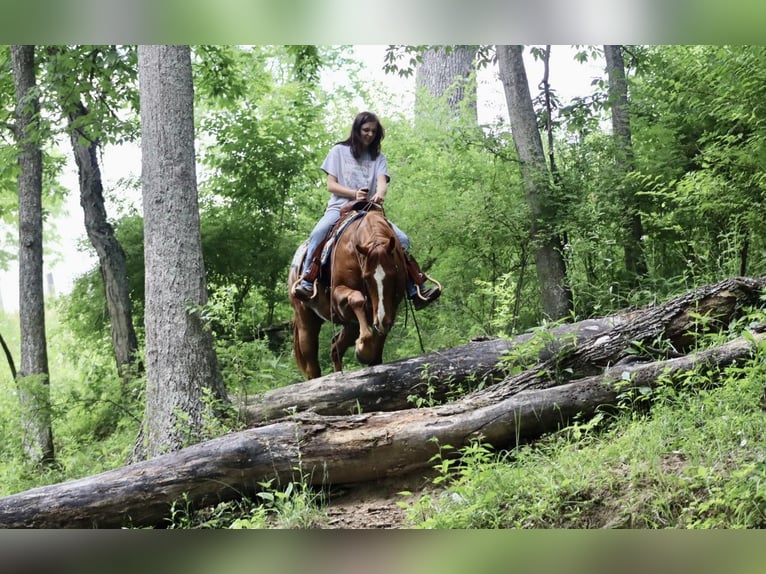 American Quarter Horse Castrone 11 Anni 157 cm Sauro scuro in Brooksville KY