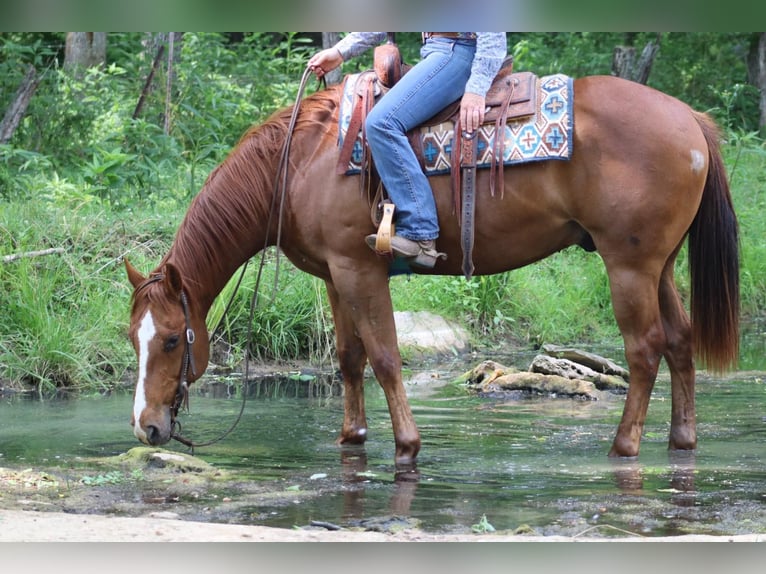 American Quarter Horse Castrone 11 Anni 157 cm Sauro scuro in Brooksville KY