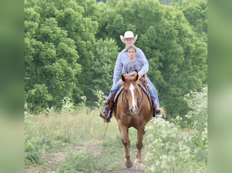 American Quarter Horse Castrone 11 Anni 157 cm Sauro scuro in Brooksville KY