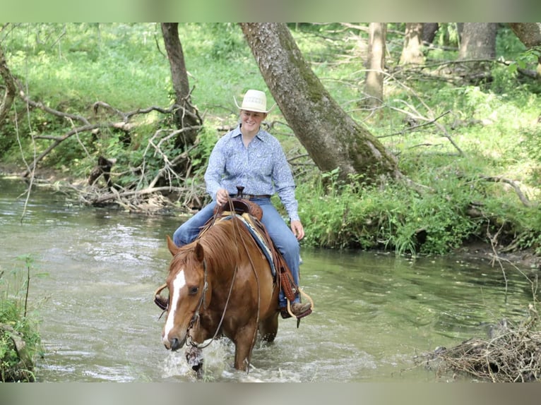 American Quarter Horse Castrone 11 Anni 157 cm Sauro scuro in Brooksville KY