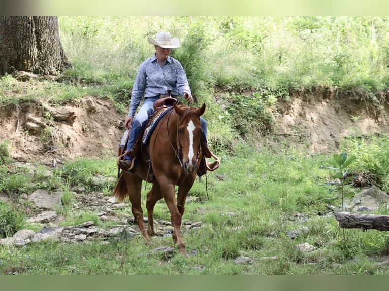 American Quarter Horse Castrone 11 Anni 157 cm Sauro scuro in Brooksville KY