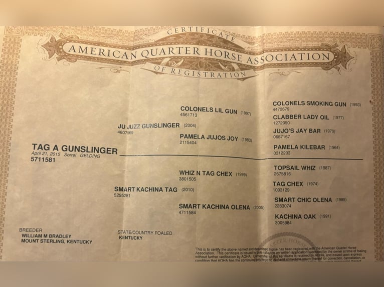 American Quarter Horse Castrone 11 Anni 157 cm Sauro scuro in Mountain Grove MO