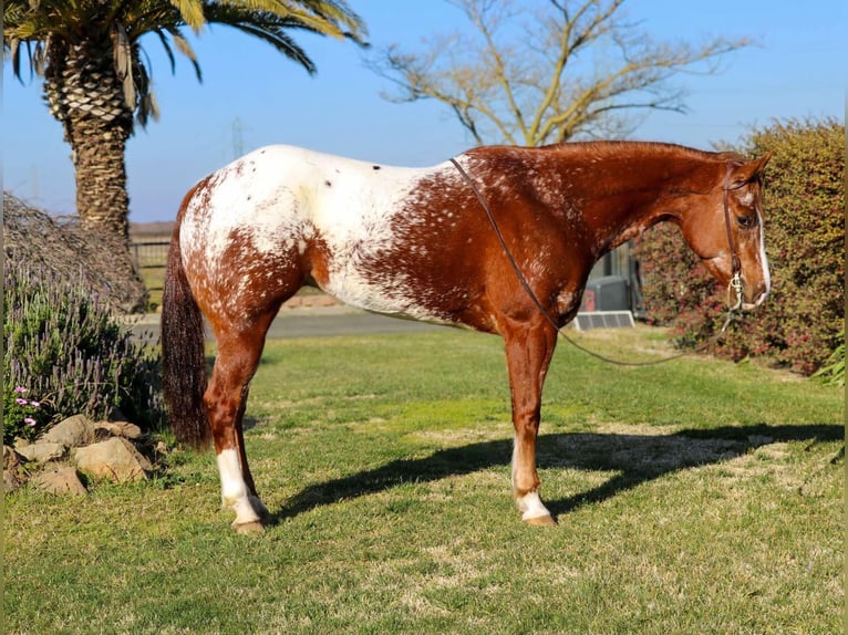 American Quarter Horse Castrone 11 Anni 157 cm Sauro scuro in Pleasant Grove CA