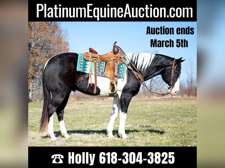 American Quarter Horse Castrone 11 Anni 157 cm Tobiano-tutti i colori in Greensburg KY