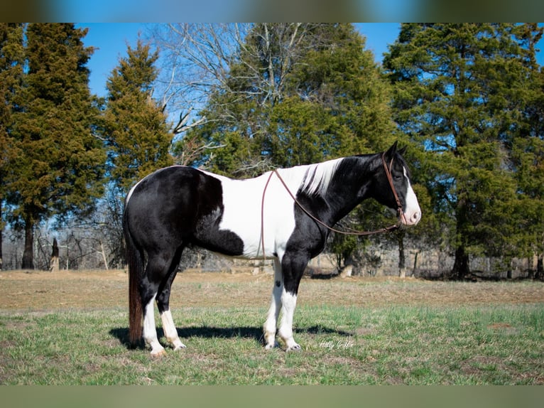 American Quarter Horse Castrone 11 Anni 157 cm Tobiano-tutti i colori in Greensburg KY