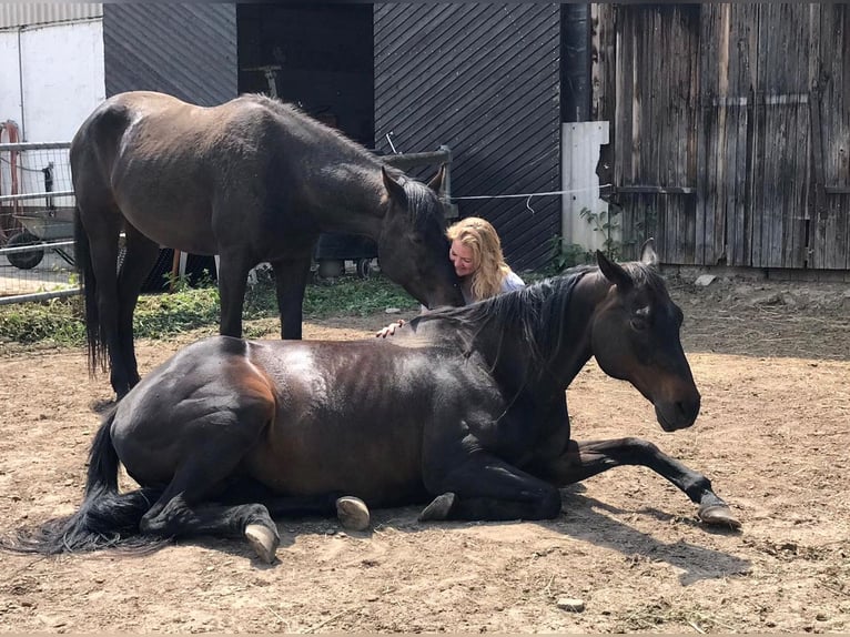 American Quarter Horse Castrone 11 Anni 160 cm Baio in Sinntal