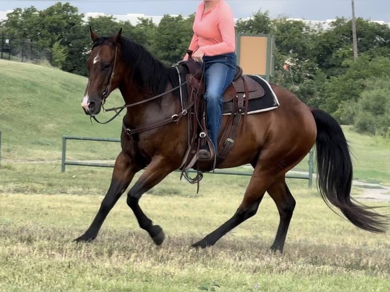 American Quarter Horse Castrone 11 Anni 160 cm Baio ciliegia in Weatherford TX