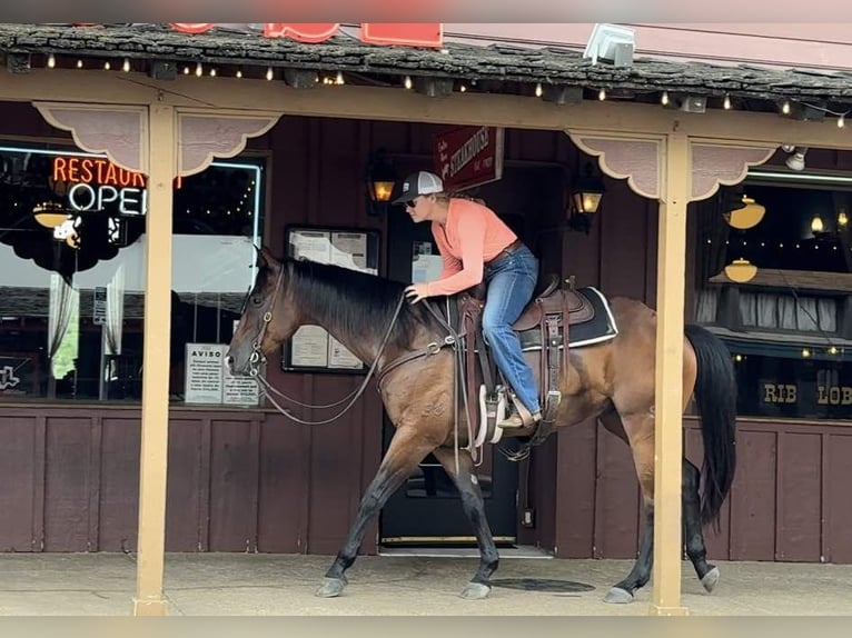 American Quarter Horse Castrone 11 Anni 160 cm Baio ciliegia in Weatherford TX