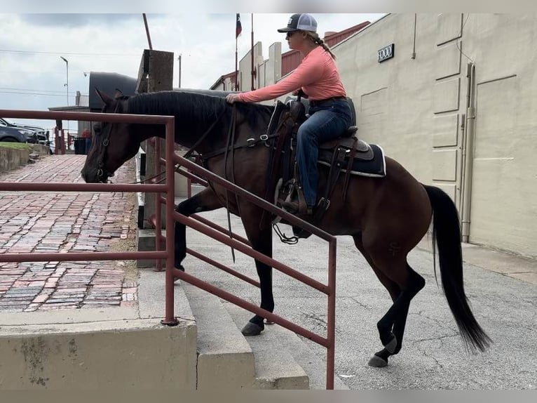 American Quarter Horse Castrone 11 Anni 160 cm Baio ciliegia in Weatherford TX